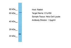 C1orf50 Rabbit anti-Human, Polyclonal, Novus Biologicals 0.1 mL | Buy Online | Novus Biologicals | Fisher Scientific
